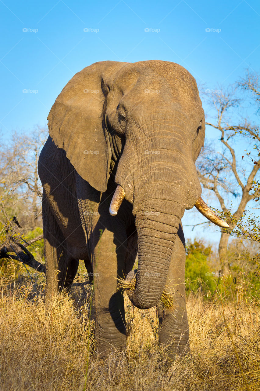The mighty elephant. Image of wild elephant eating grass in the Kruger National Park South Africa
