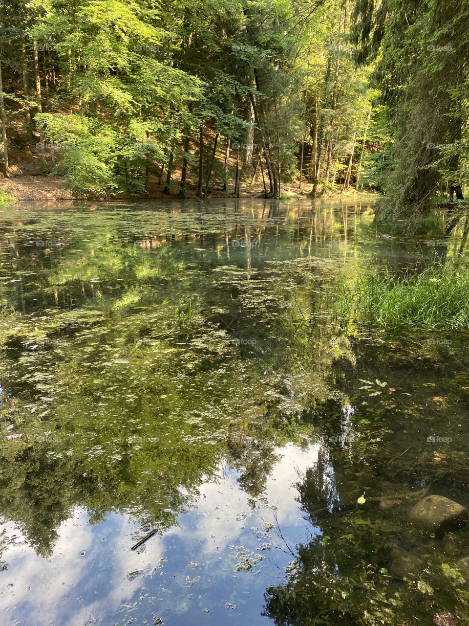 Steibachweiher 