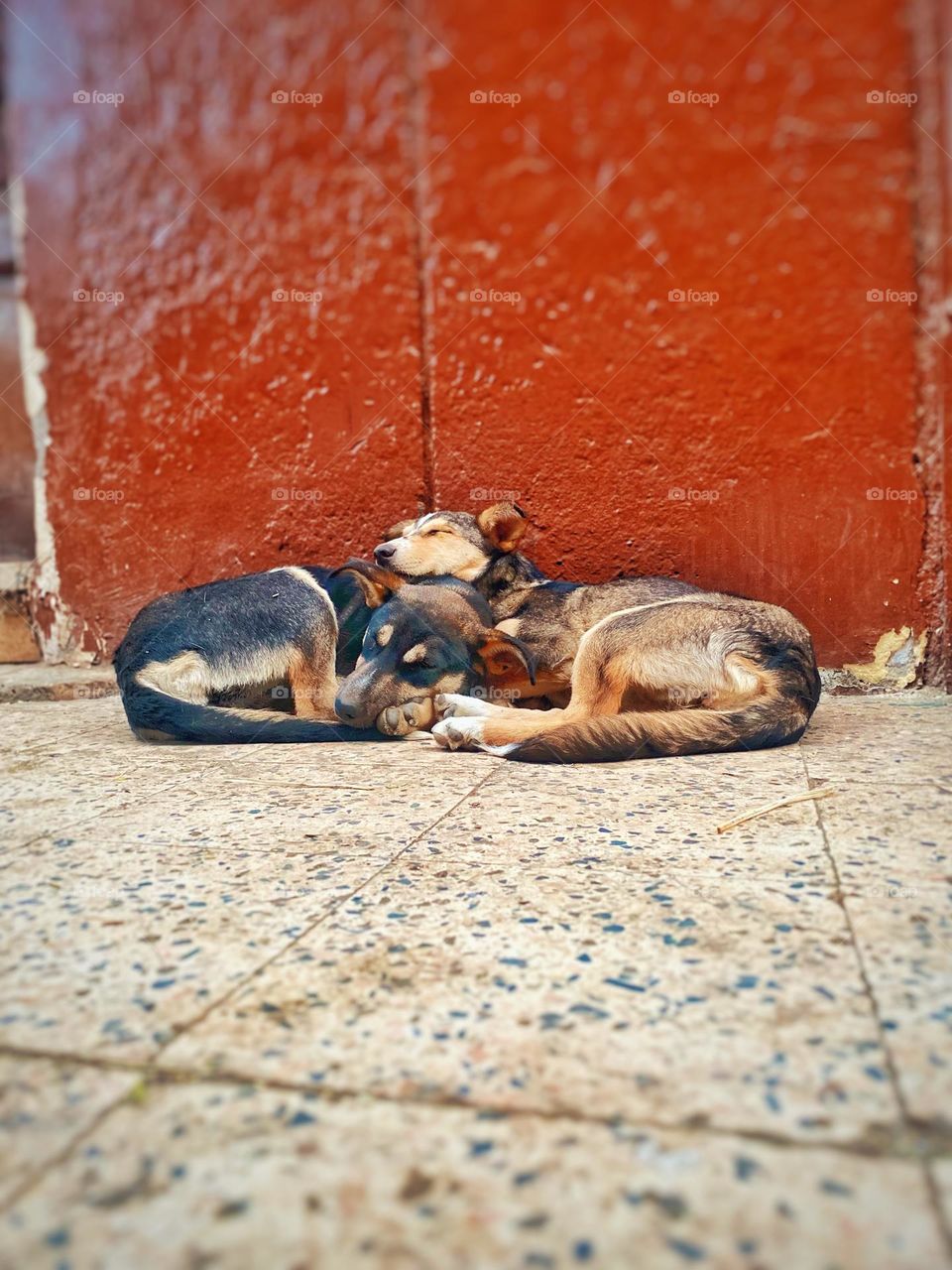 Street dogs love 