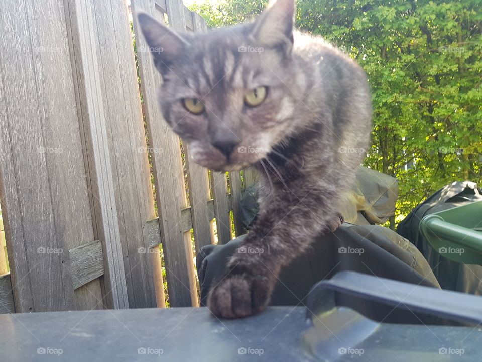 Balou the house cat, Nice and Curious