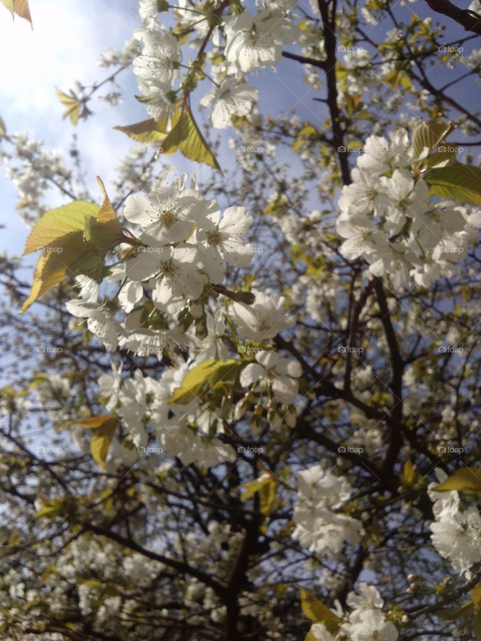 Low angle view of cherry blossom