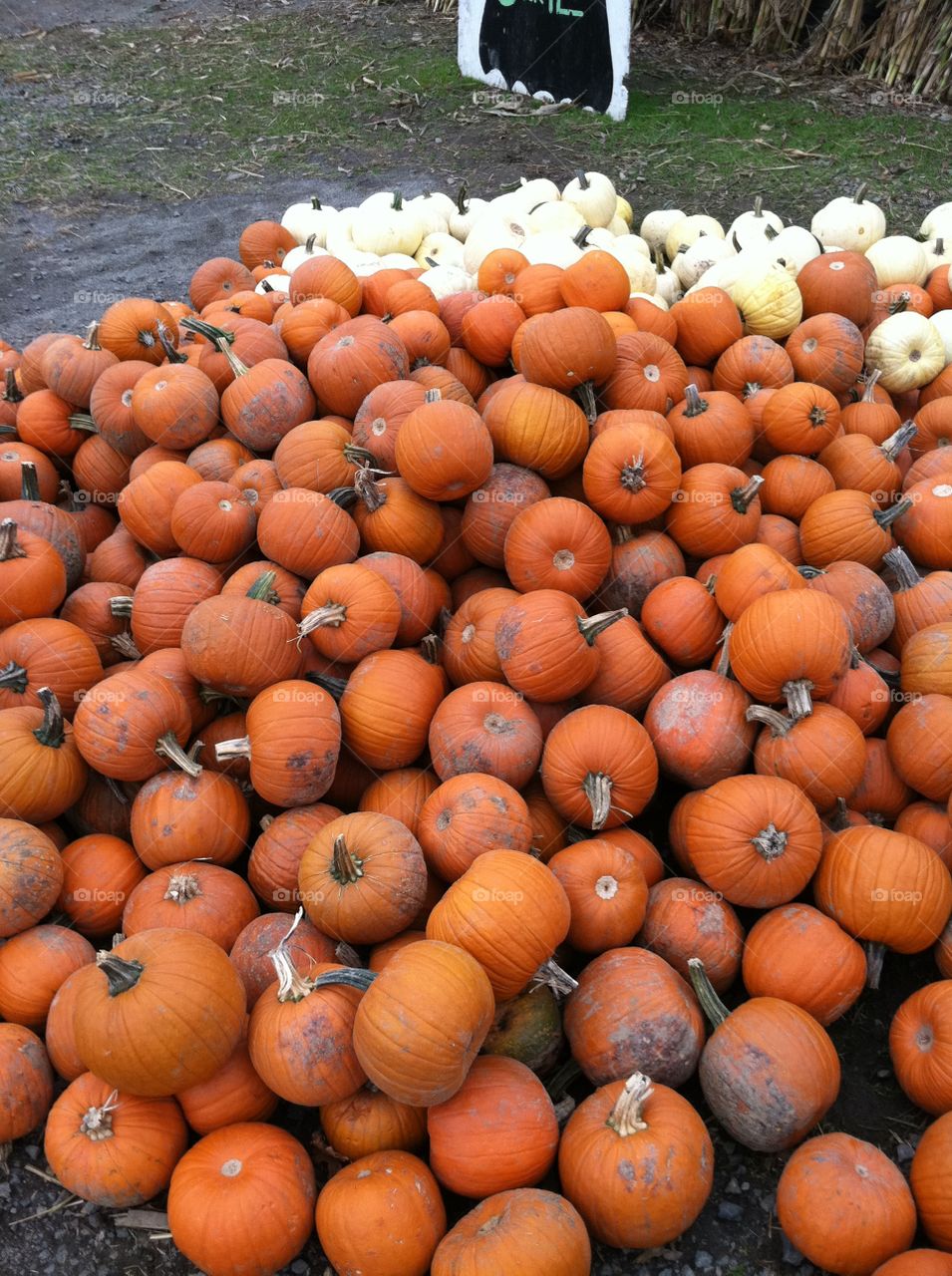 Pumpkin, Fall, Pasture, Halloween, No Person
