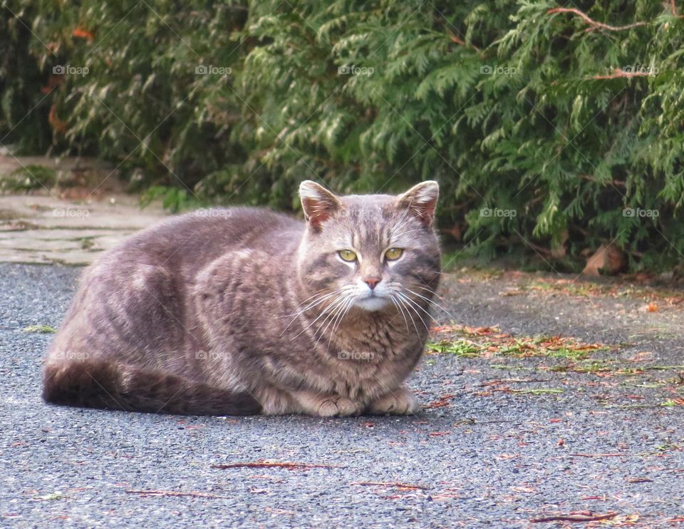 My daily cat picture while walking in my neighbourhood 