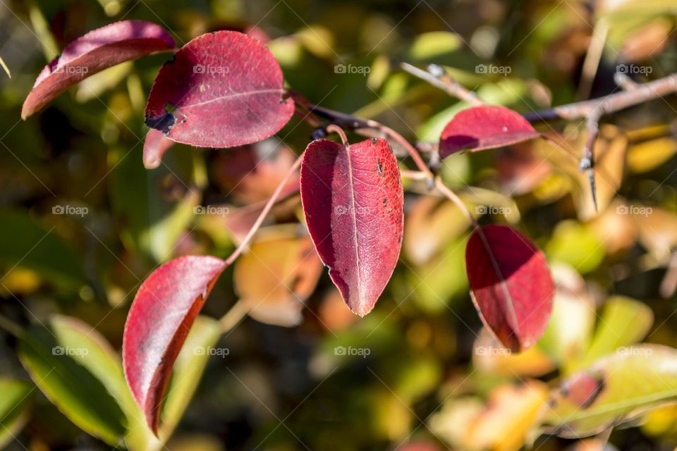 Autumn leaves.