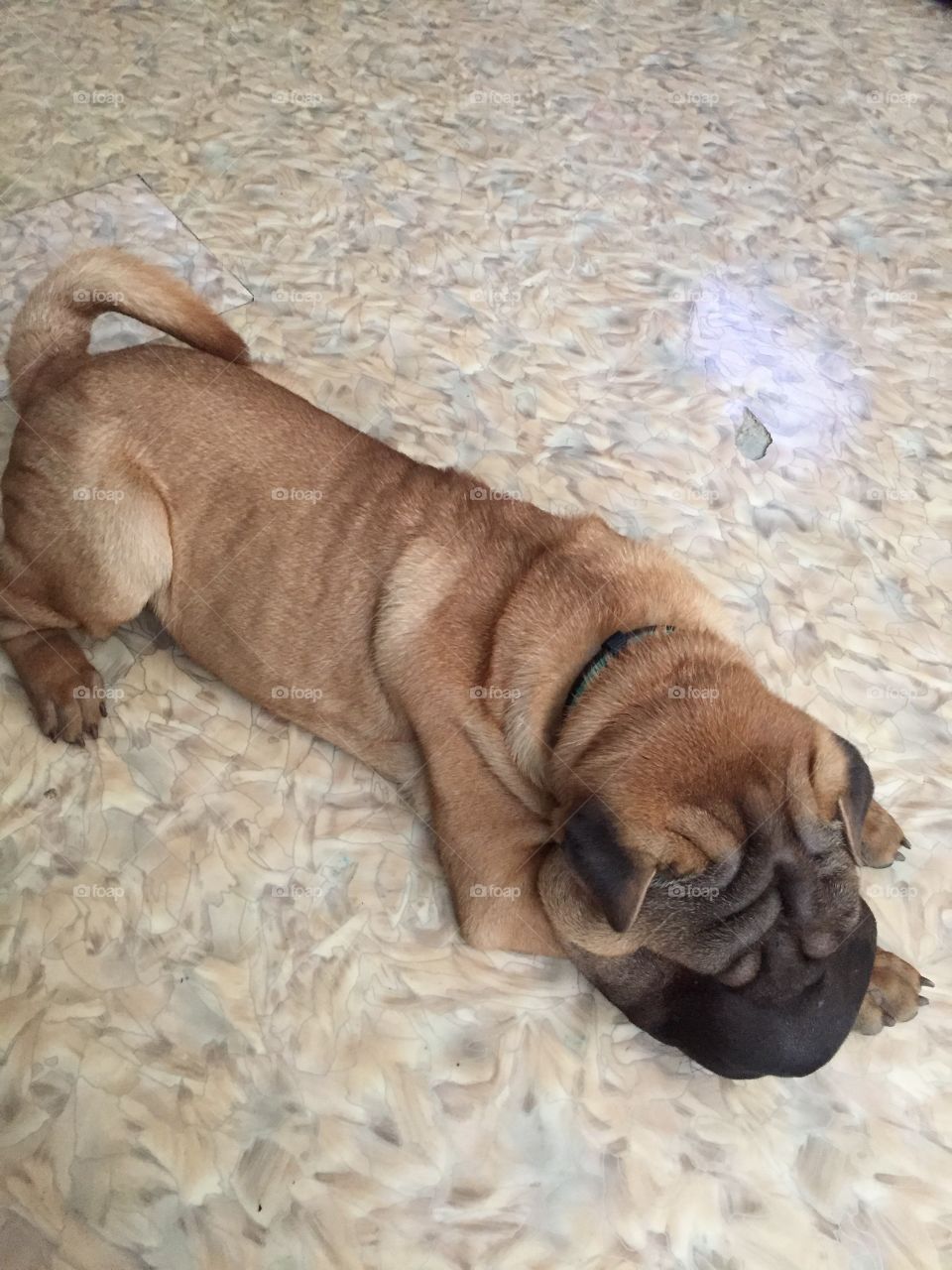 Cute dog sleeping on carpet