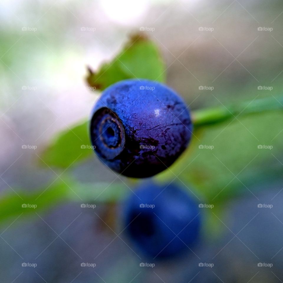 Blueberry closeup. Macro of blueberries