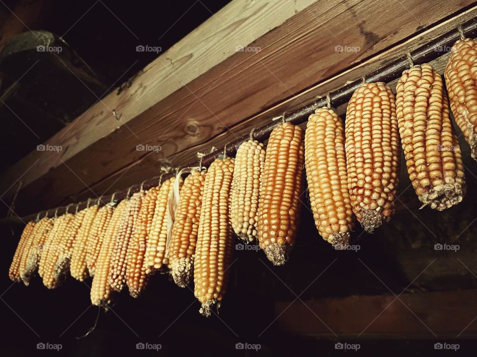 hung corn