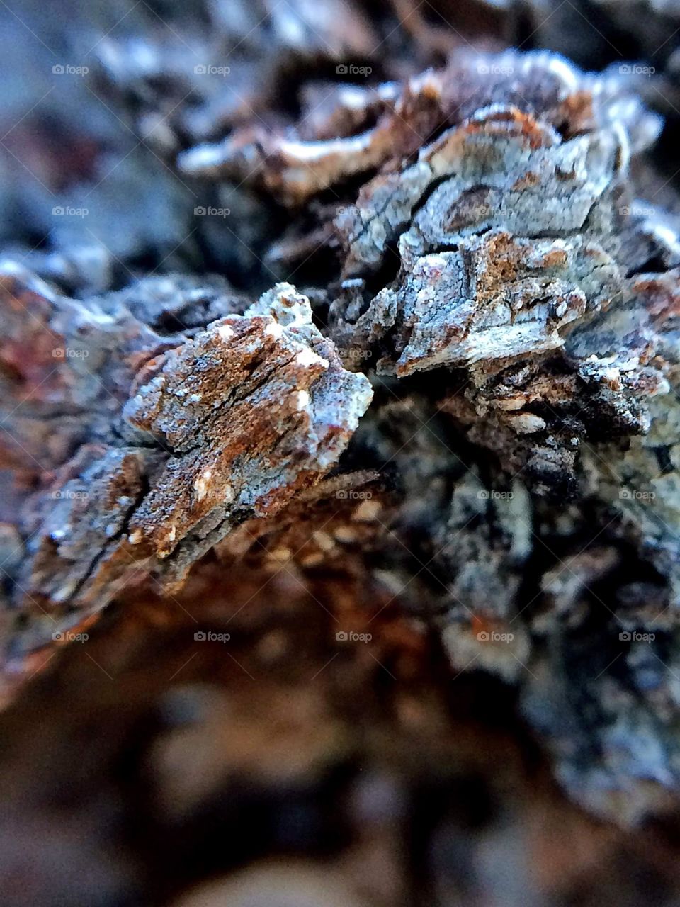 Patagonian tree bark, Argentina