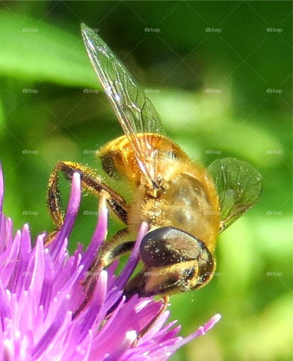 busy bee