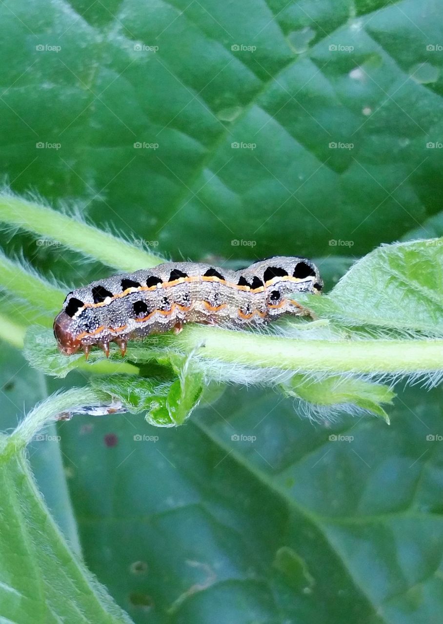 spotted caterpillar worm on vine outdoors