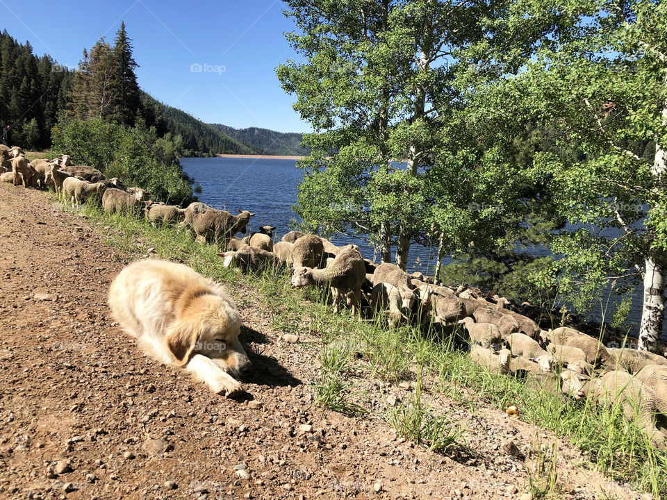 Dog resting while moving sheep to the high country 