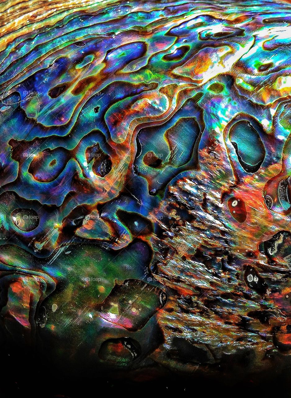 Abalone shell 