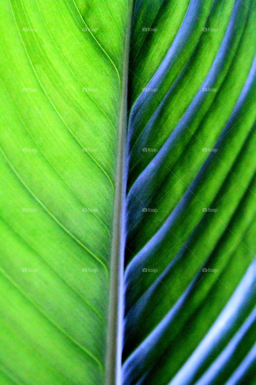 closeup of tropical leaf