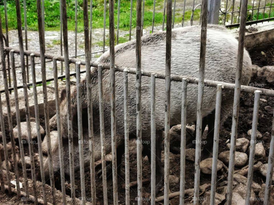 Russia view zoo animals wild outside outdoor day part details capture life