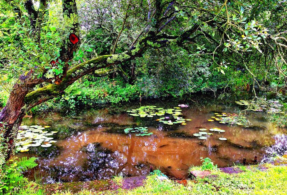 green united kingdom trees water by hannahdagogo