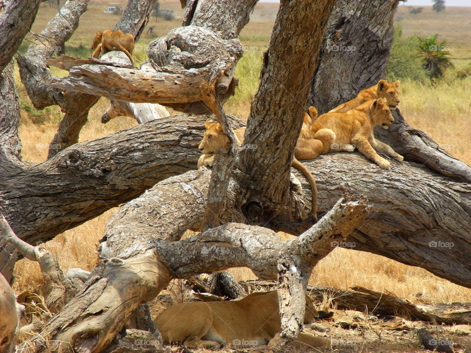 Lion chilling in the serengeti 