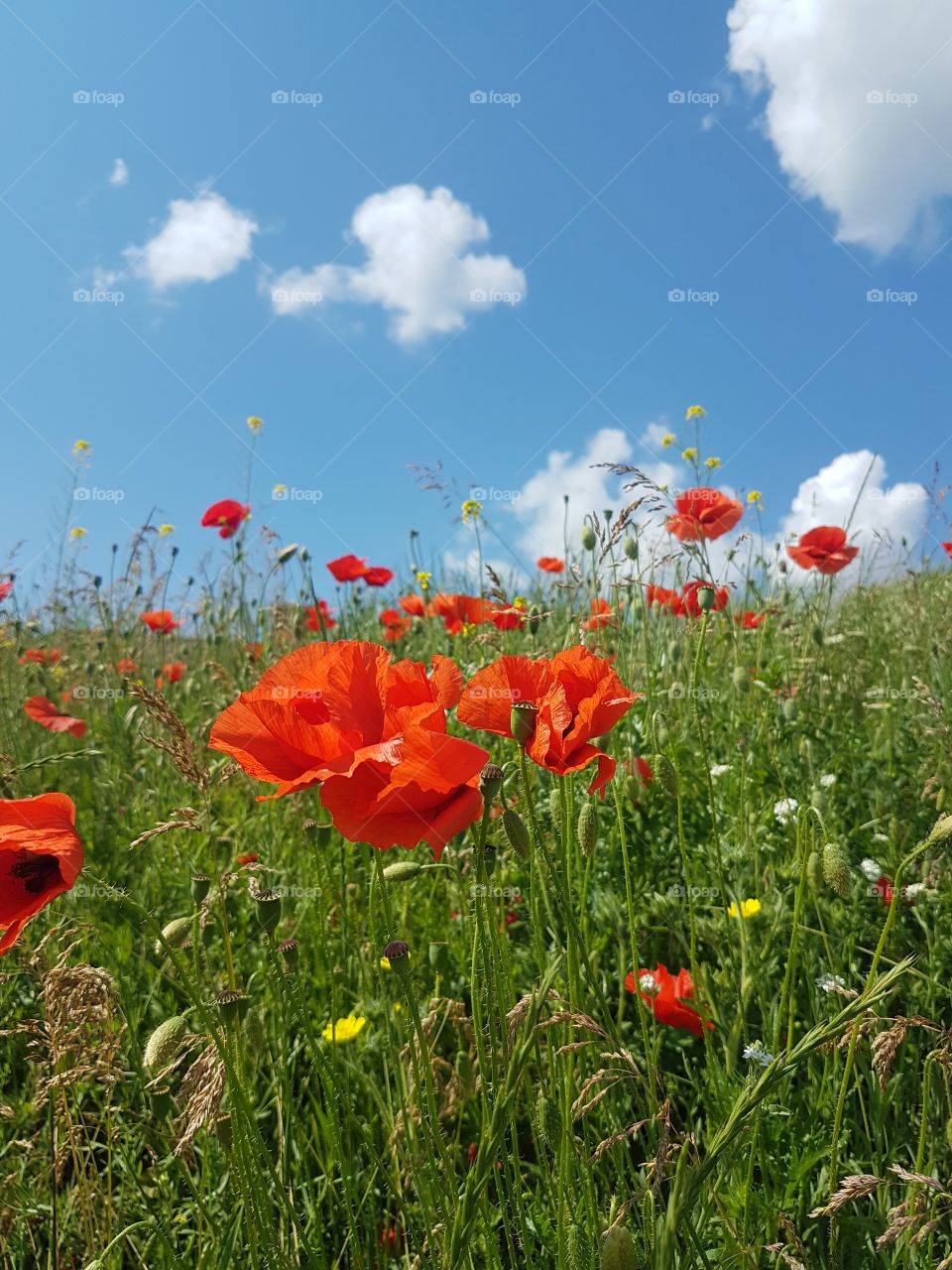 red poppies on the field overlooking the blue sky