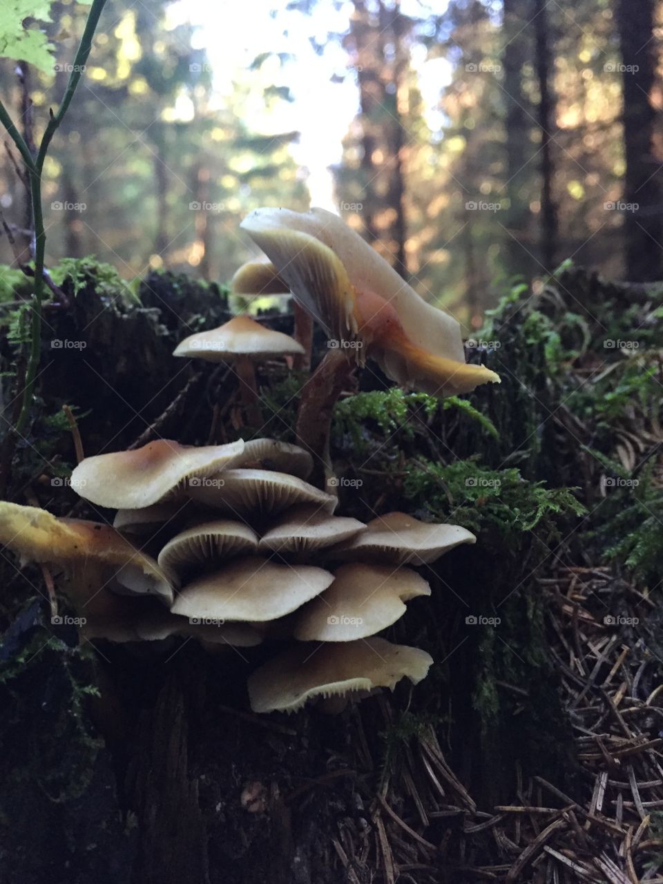 Log as a mushroom home