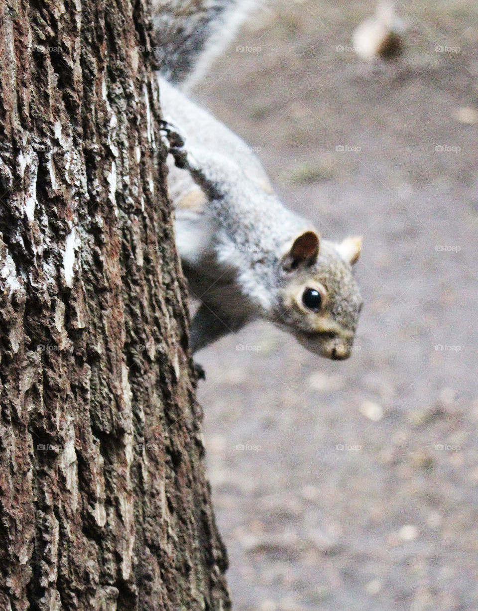 Hello Mr Squirrel