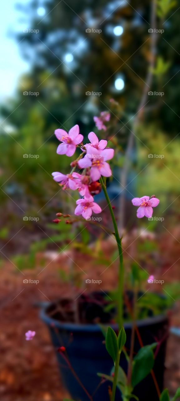 flowers and plants