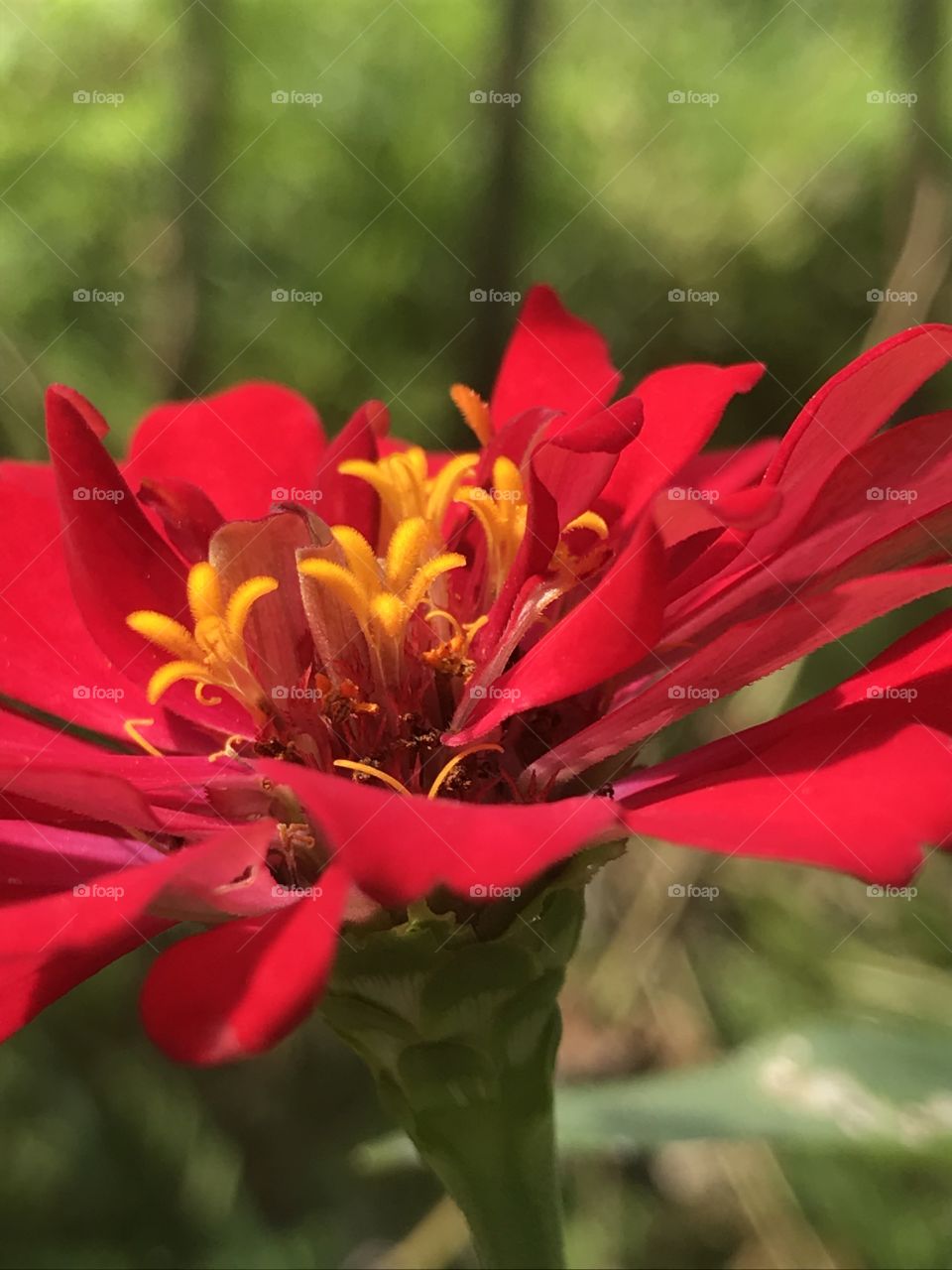 Red Flower 