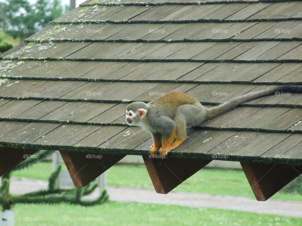Cute little monkey sitting on a roof