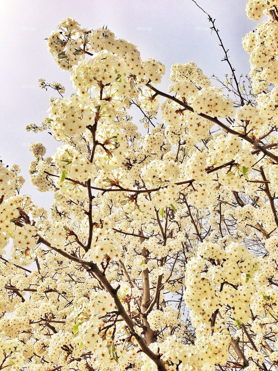 Radiant white and yellow petals of pear tree in bloom