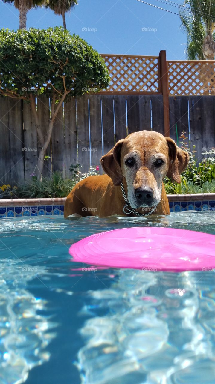 frisbee and pool fetch