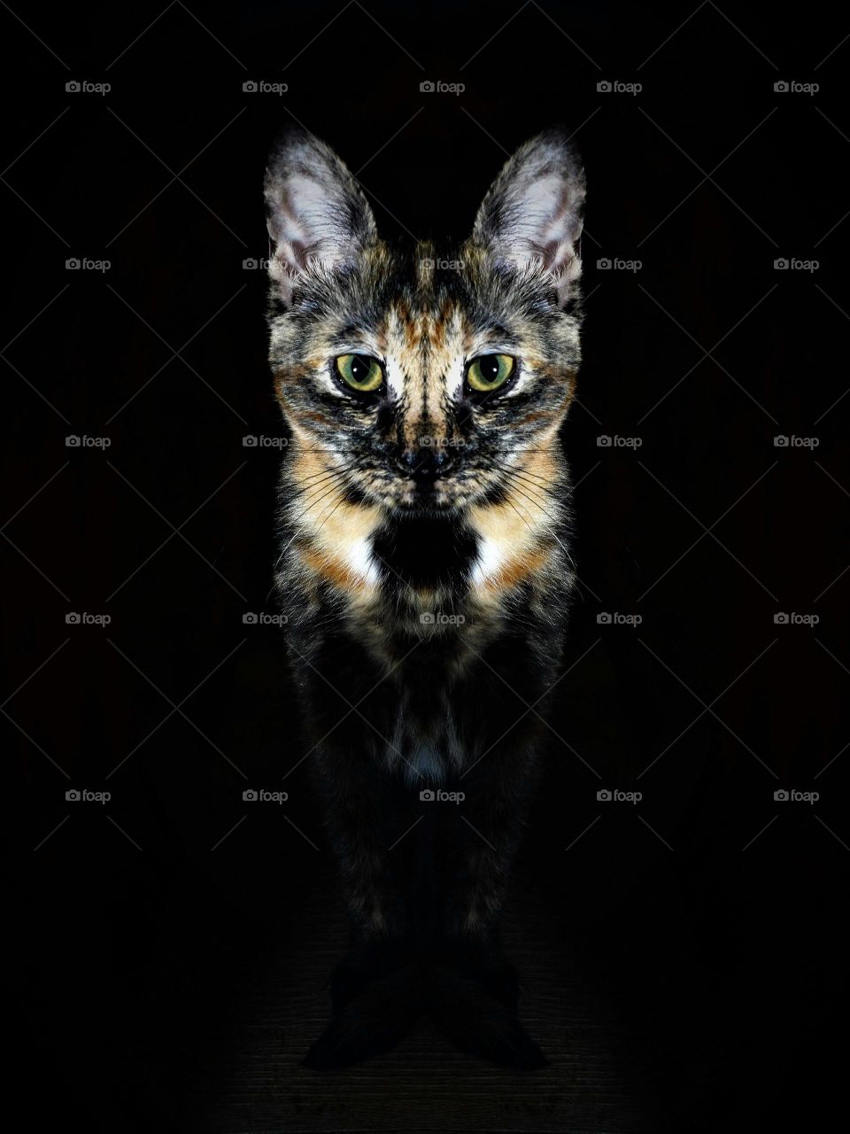 low key portrait multi colored kitten with blavk background portrait