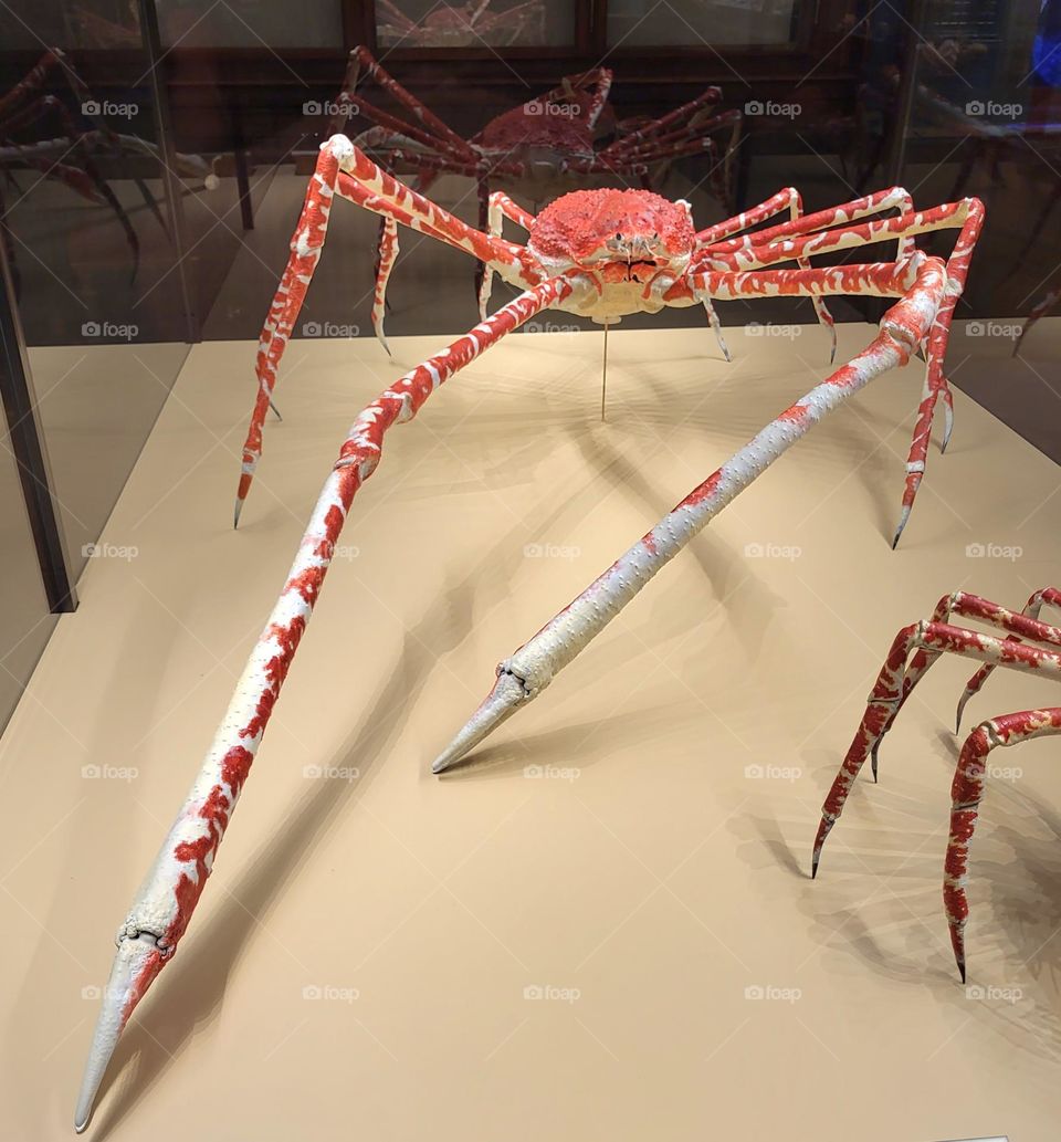 géant japanese crab in Vienna museum