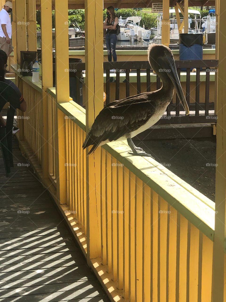 PELICAN CONTEMPLATING ON ITS NEXT MOVE 