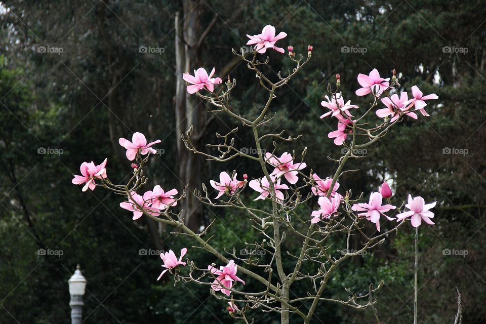 Magnolia 