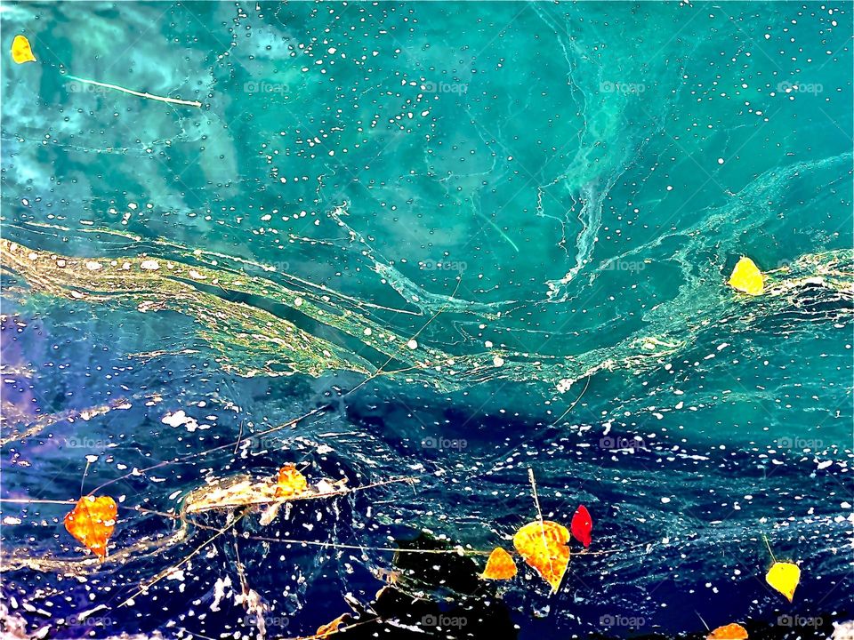 Yellow and white algae swirls floating in pond with leaves 