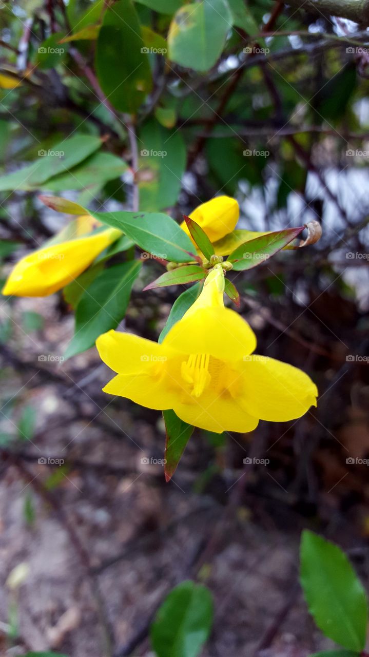 A yellow golden flower blooms. A sign spring is near.