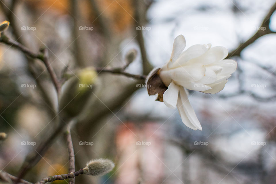 Magnolia stellata