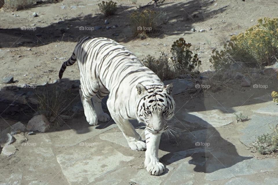 White Tiger at the Animal Ark