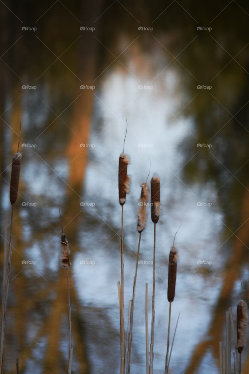 Cattails