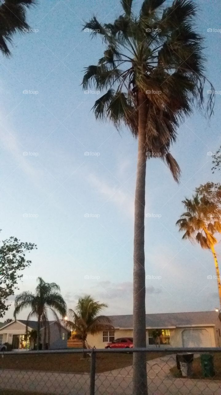 palms of florida