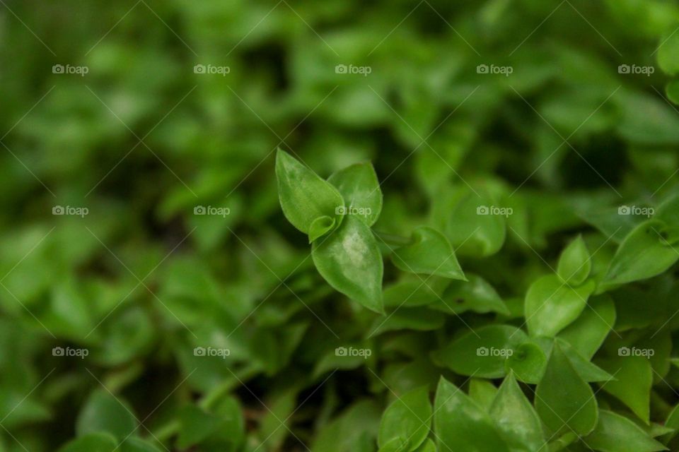 Image of green decorative plant "jade" in high angle