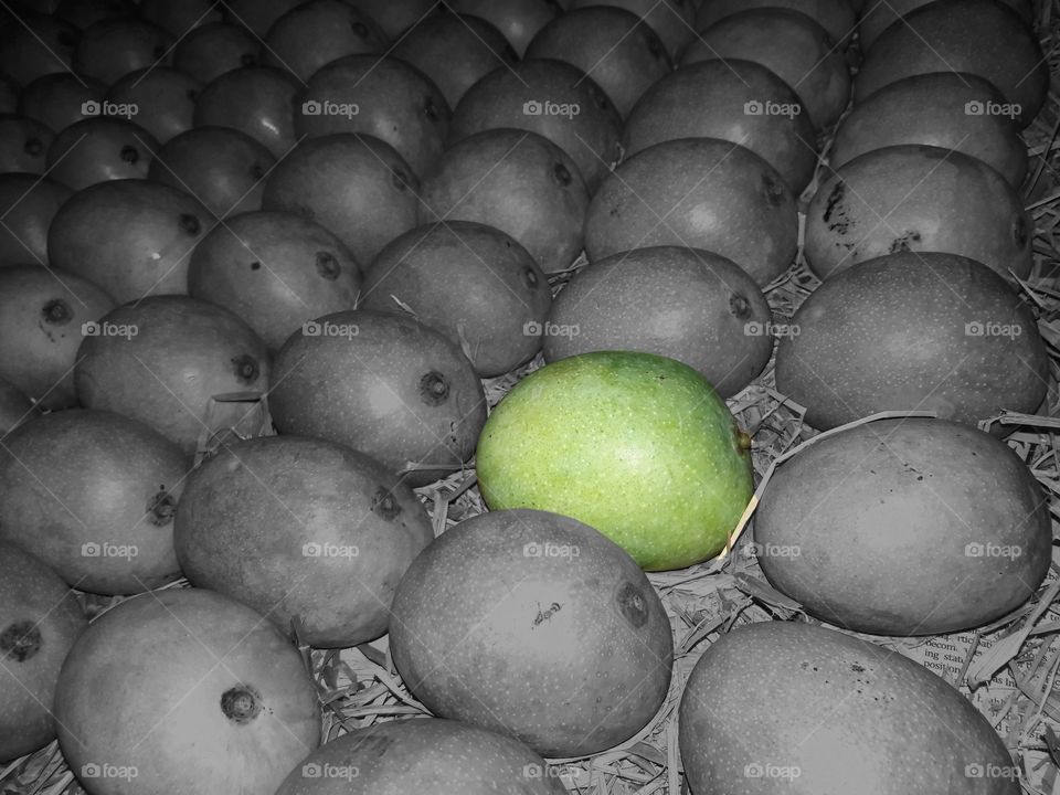 unripe green mangoes kept on hay in symmetry