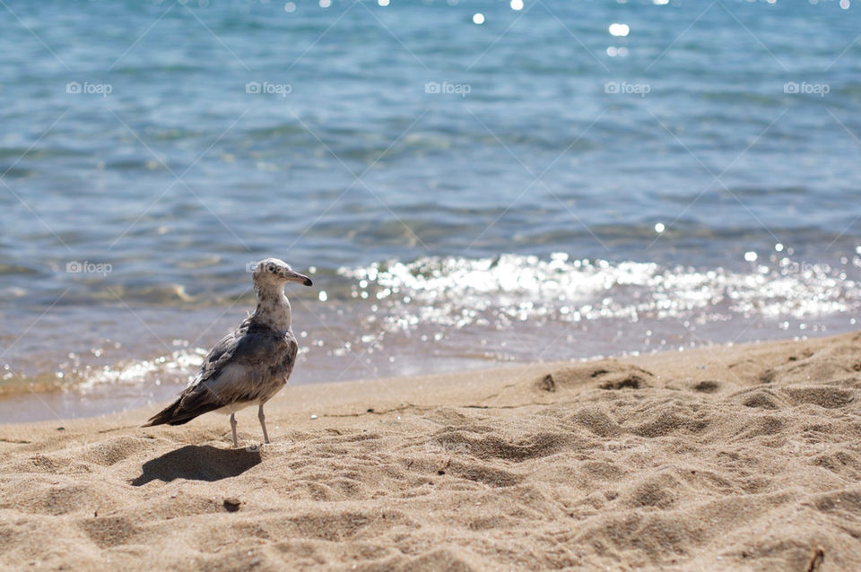 ocean water sand bird by stephenkirsh