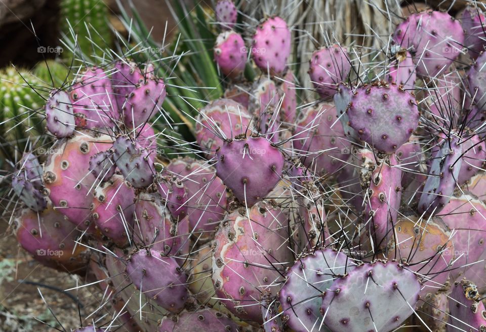 Purple cactus leaves add color to the Sonoran desert