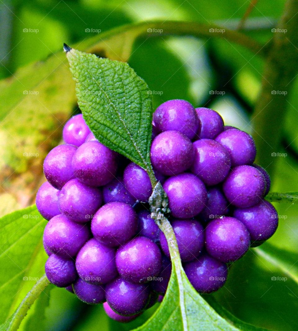 Growing grapes