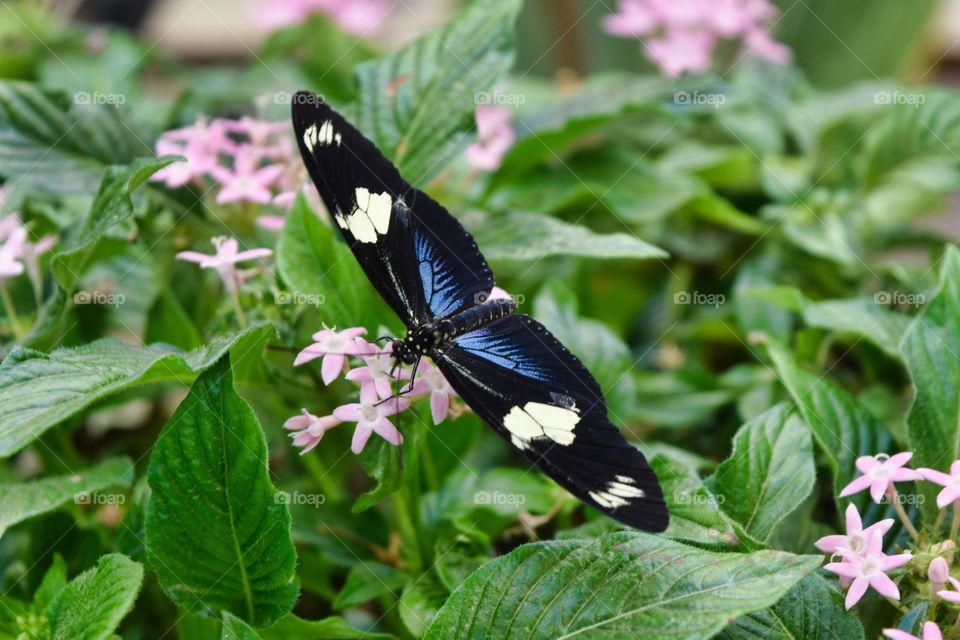 butterfly house 2