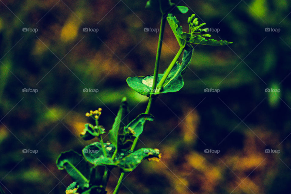 water droplet on leaf