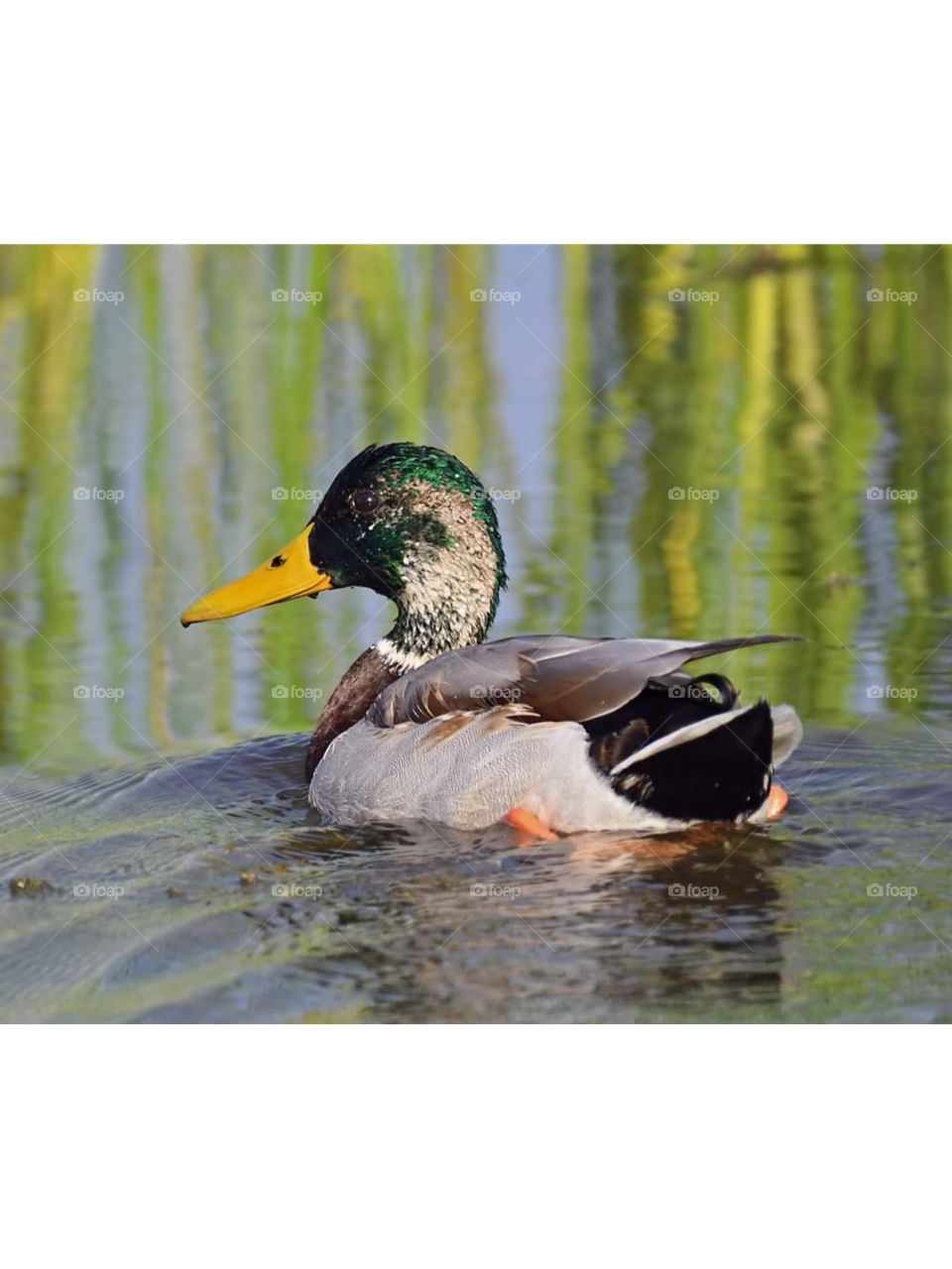 mallard