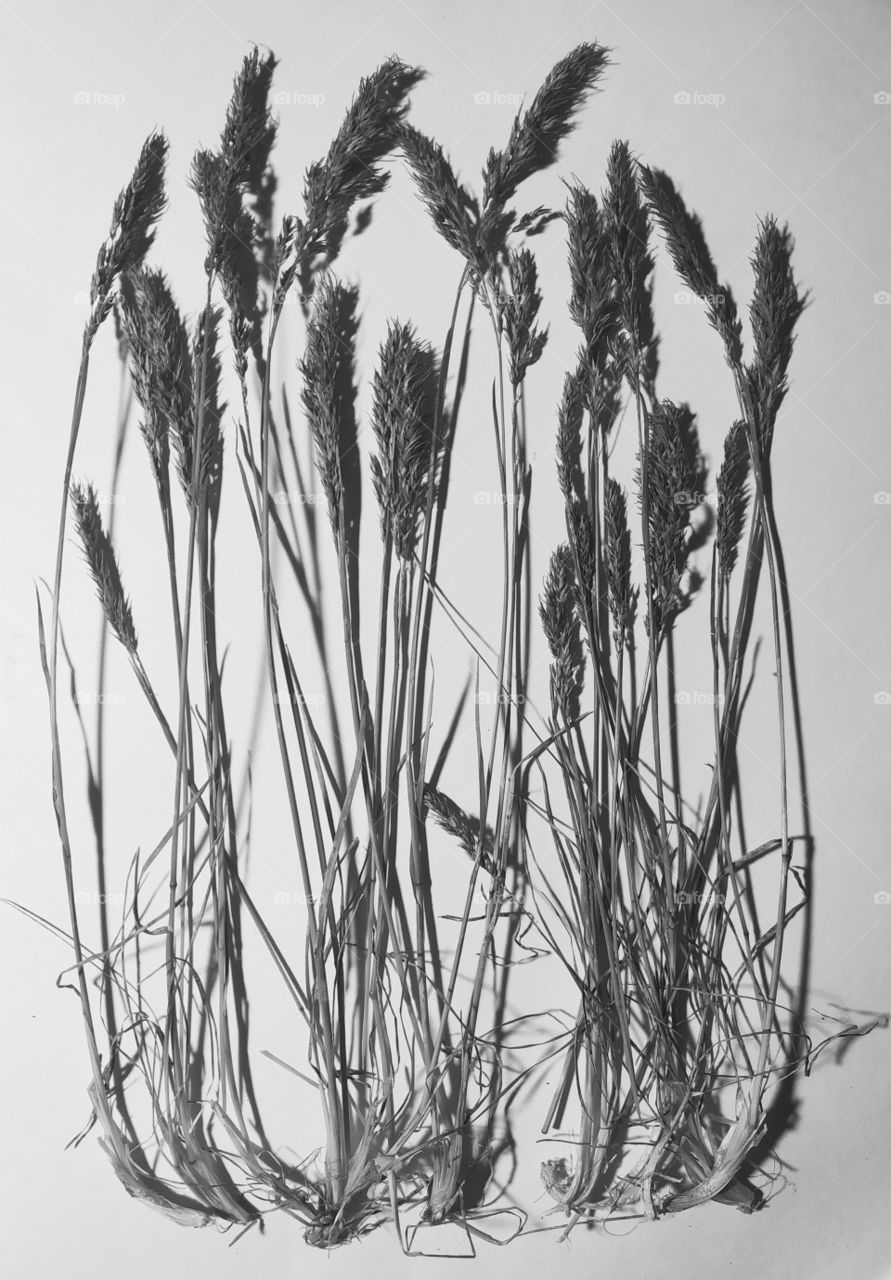 black and white spikelets