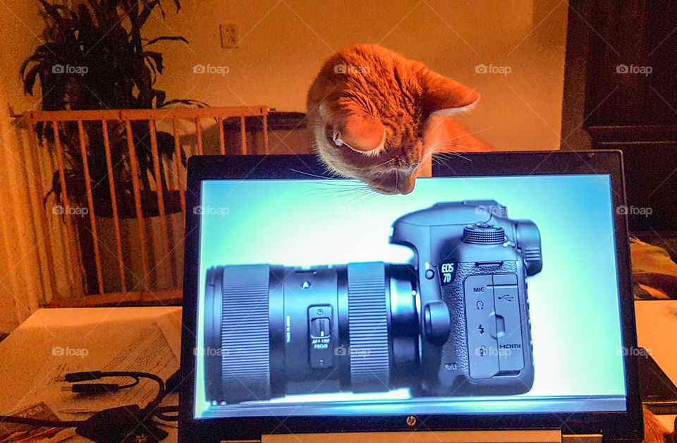 Cat watching camera reviews with me