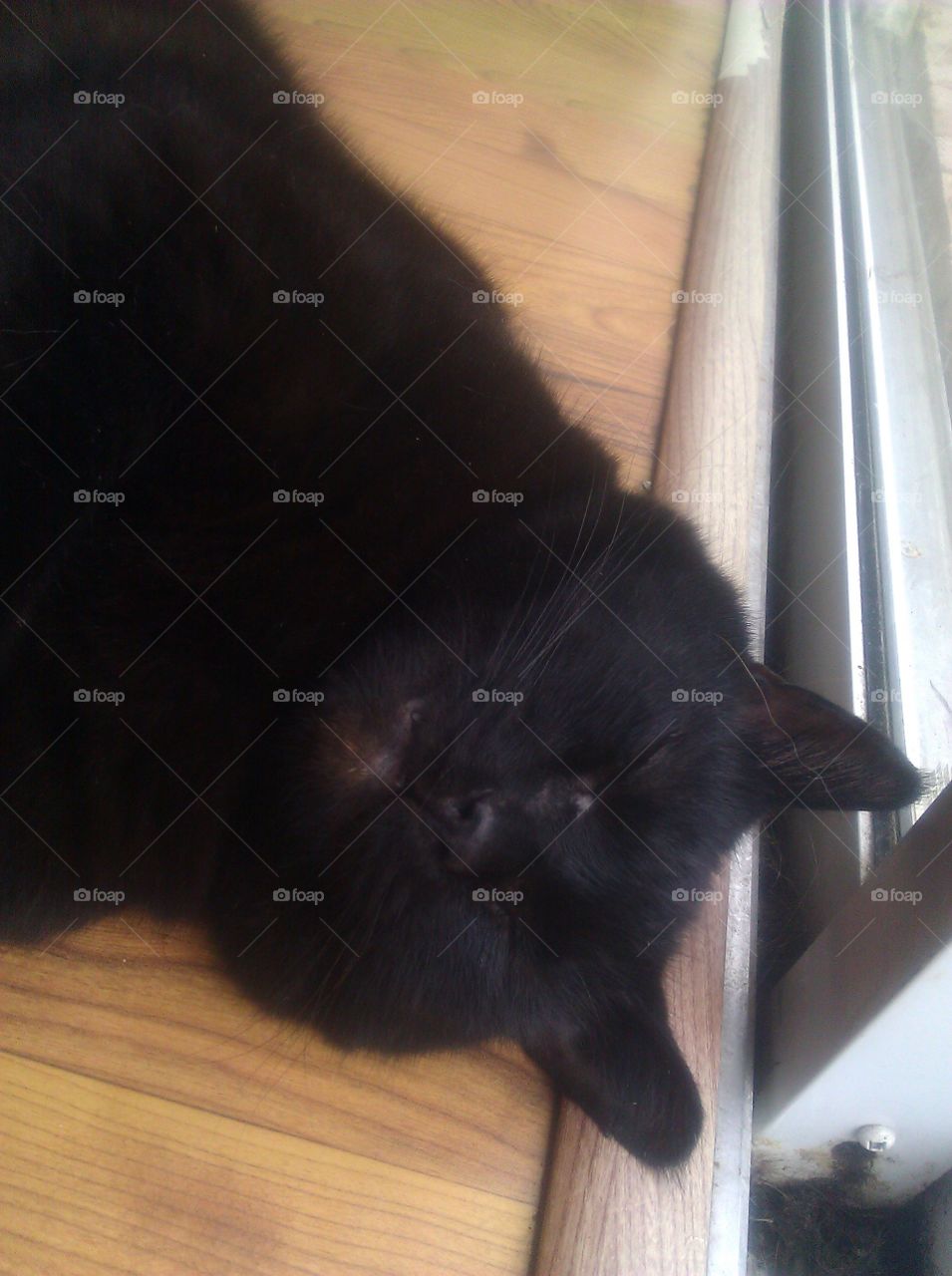 this my black cat taking a nap.