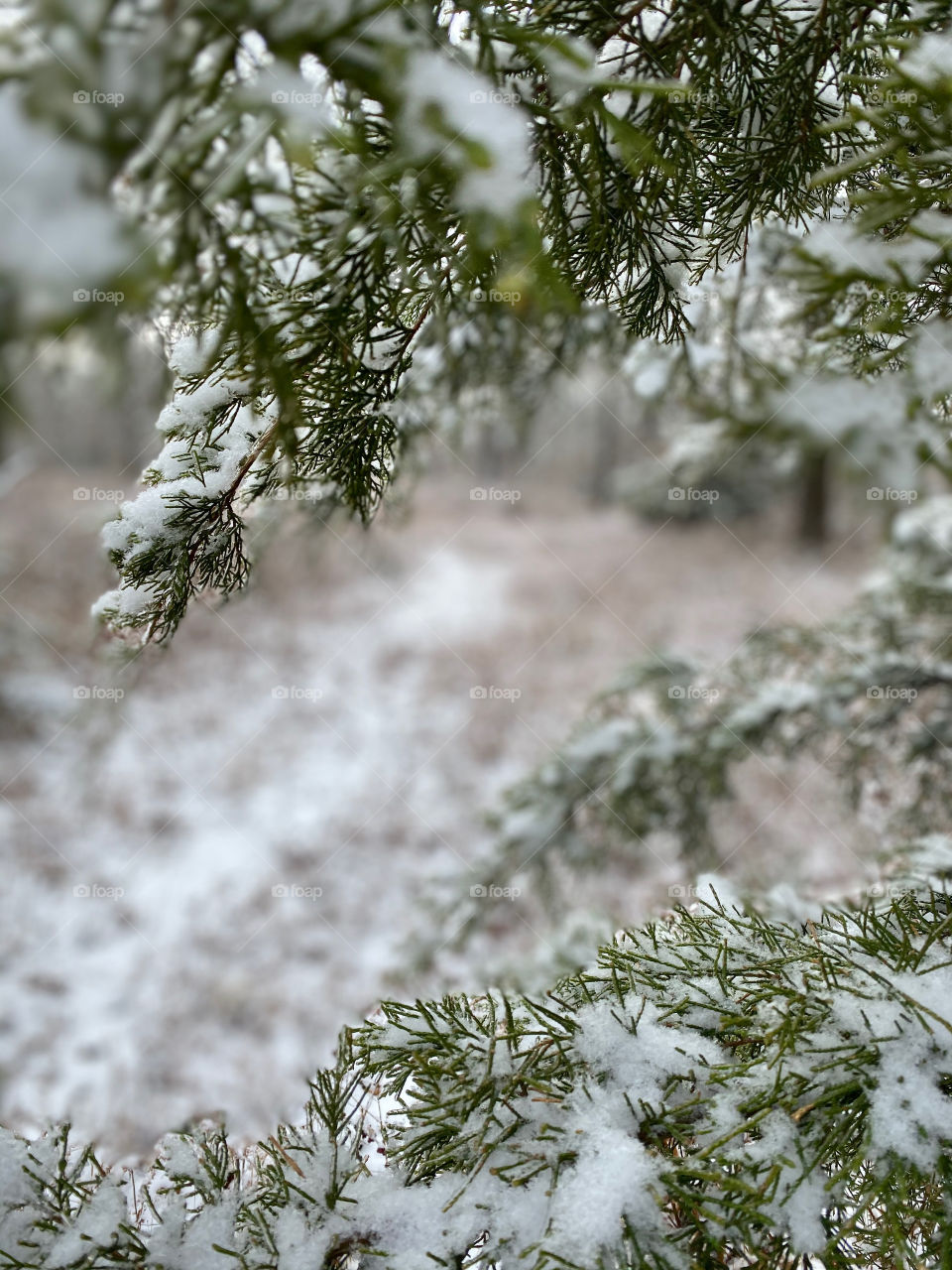 Cedar trees with snow 